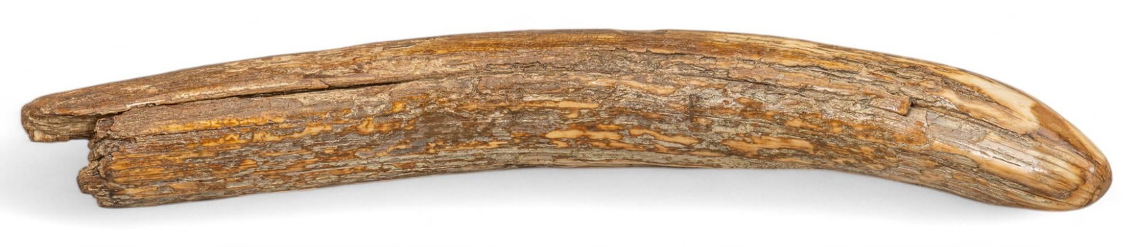 Natural Mammoth Tusk: Natural mammoth tusk length 21.5 in. x width 2.75 in. x depth 3 in. Provenance: Property from the collection of a San Antonio, Texas gentleman