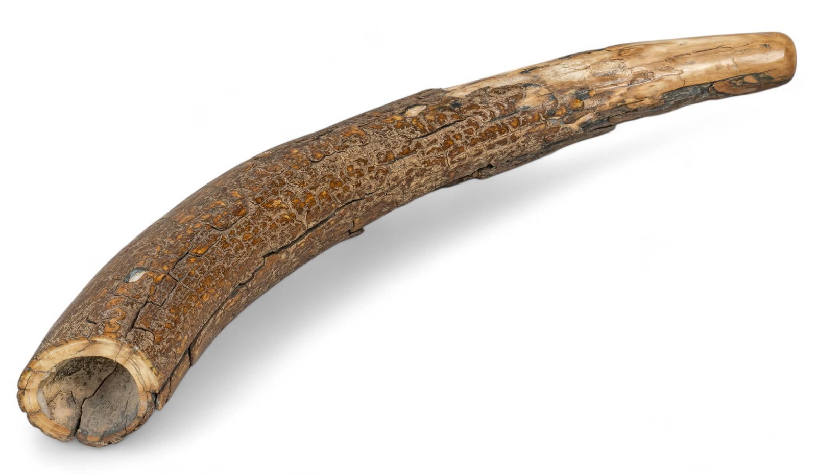 Natural Mammoth Tusk: Natural mammoth tusk length 25 in. x width 3.5 in. x depth 3 in. Provenance: Property from the collection of a San Antonio, Texas gentleman