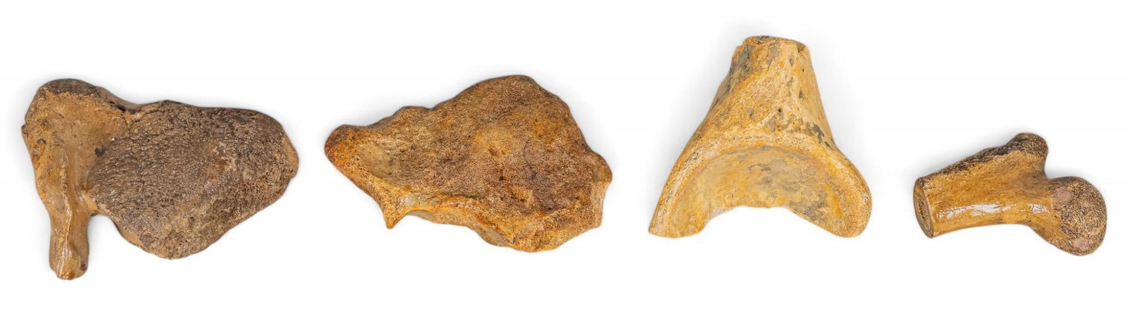 (4) Mammoth Bones: Collection of four preserved mammoth bones Provenance: Property from the collection of a San Antonio, Texas gentleman