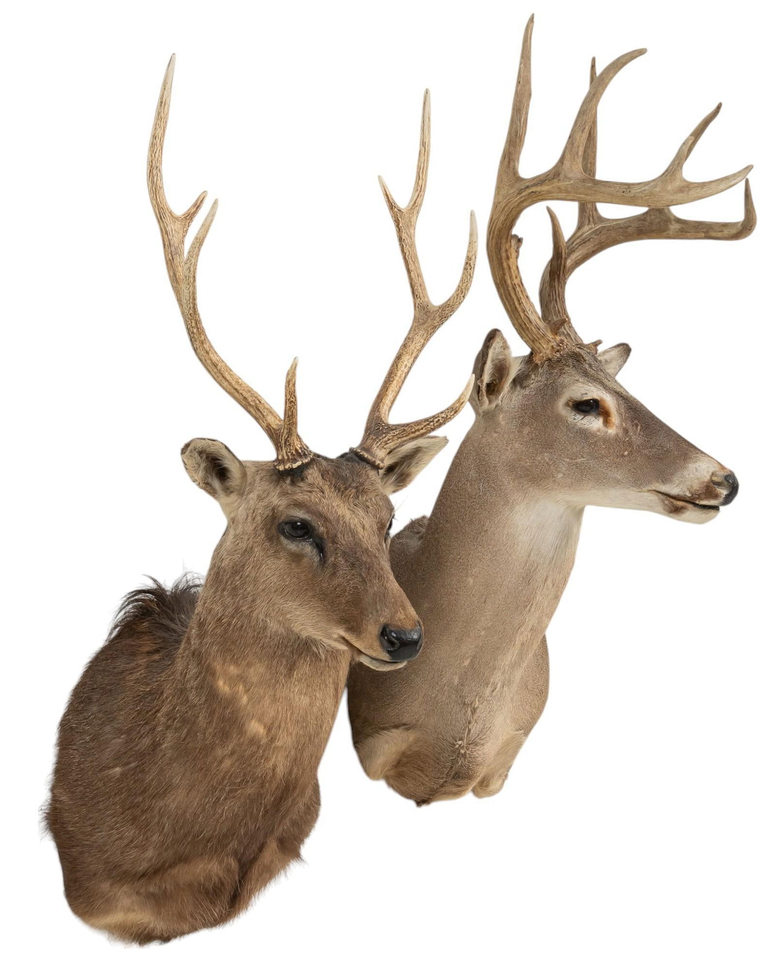 (2) Deer Shoulder Mounts (1 of 10)