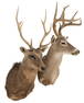 (2) Deer Shoulder Mounts