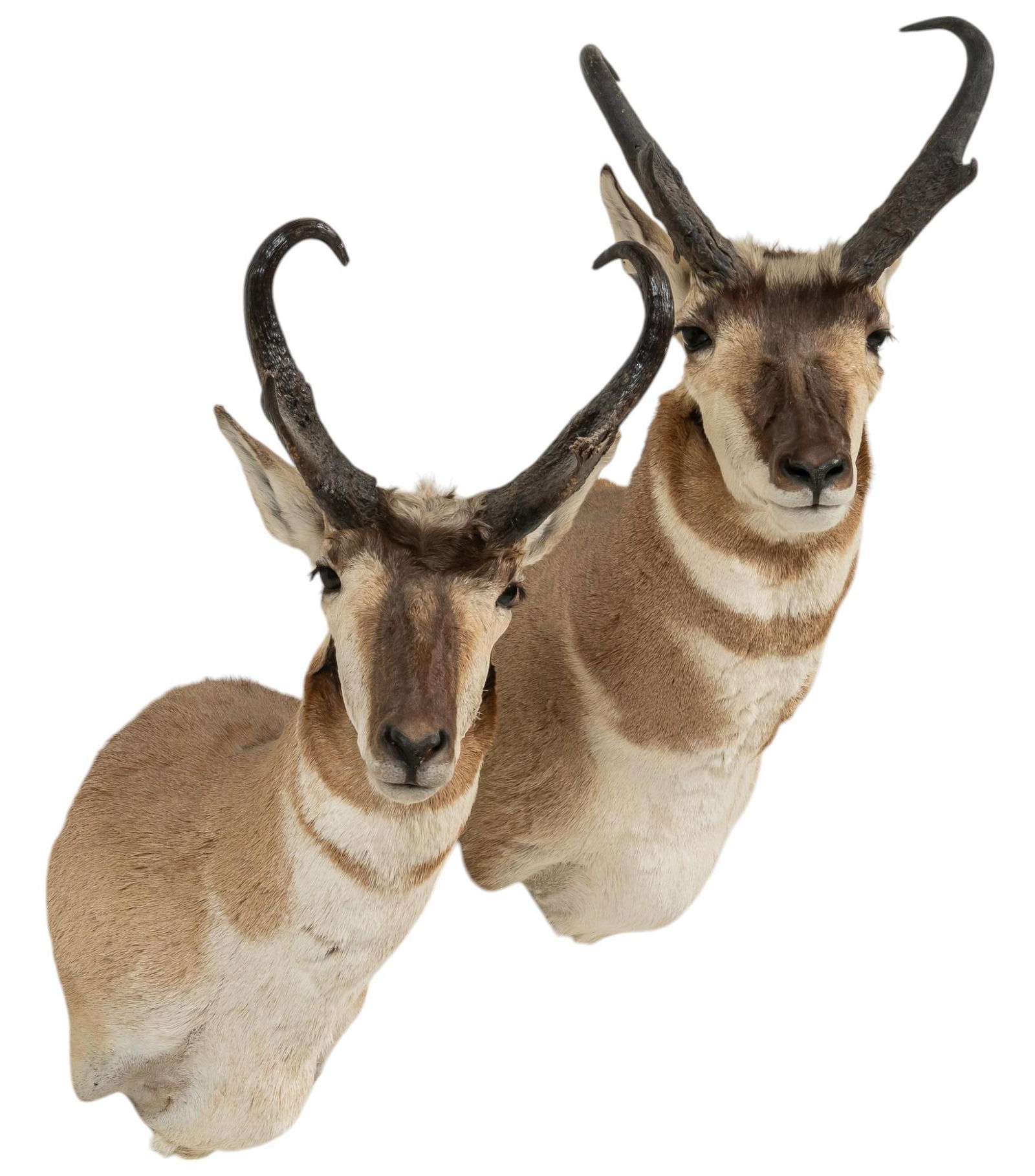 (2) Pronghorn Antelope Shoulder Mounts (1 of 8)