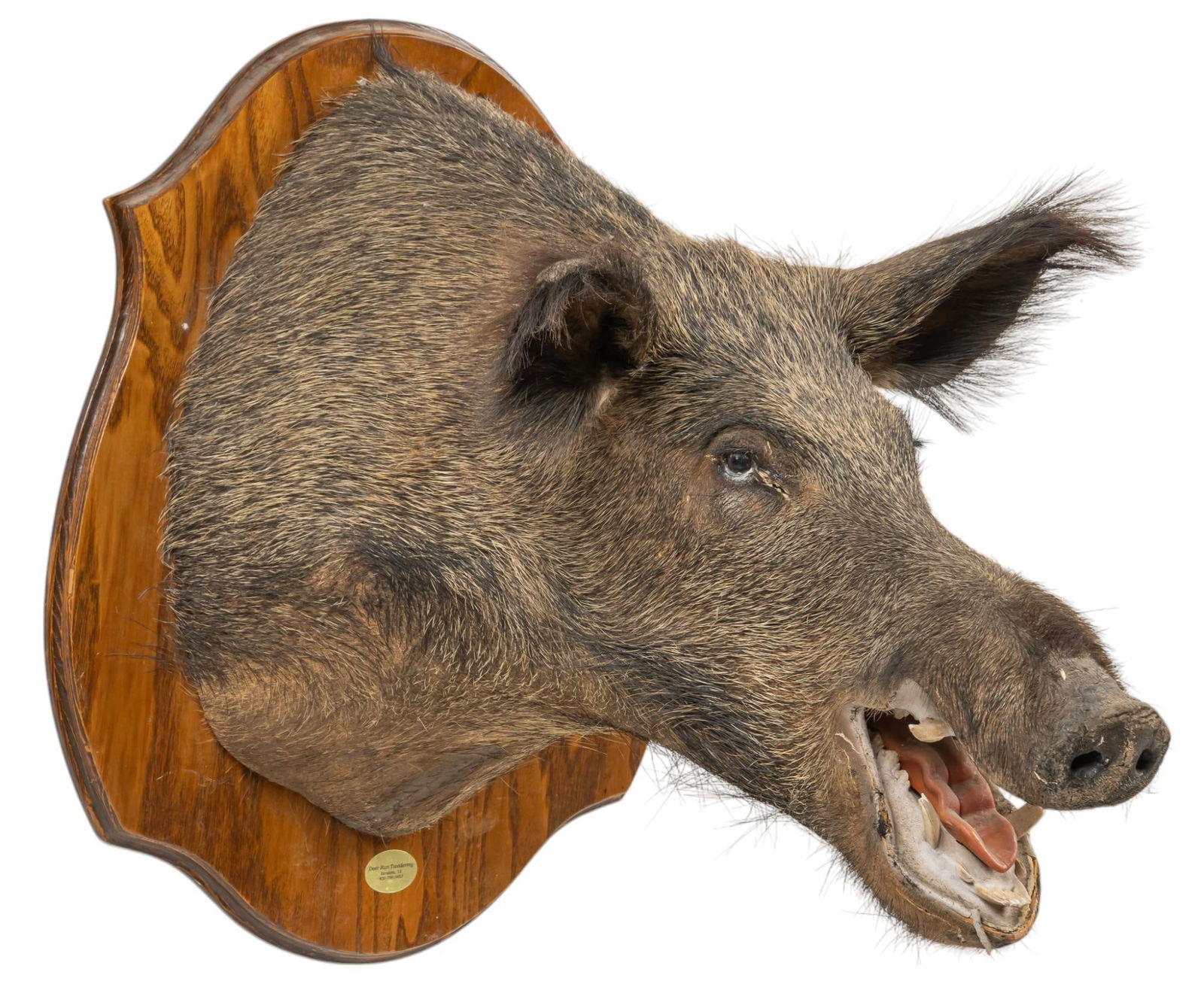 Wild boar Shoulder Mount (1 of 5)