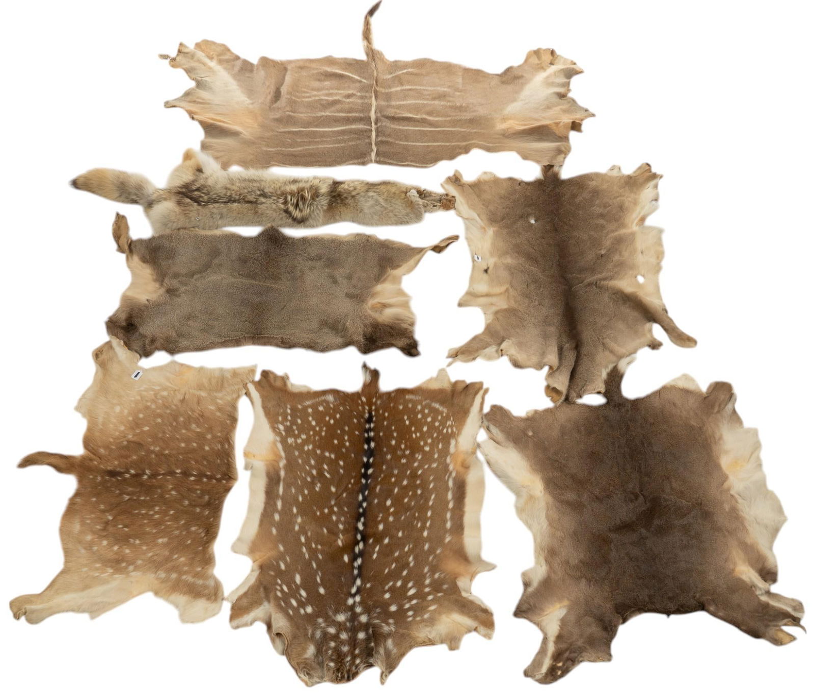 (7) Various Animal Pelts (1 of 11)