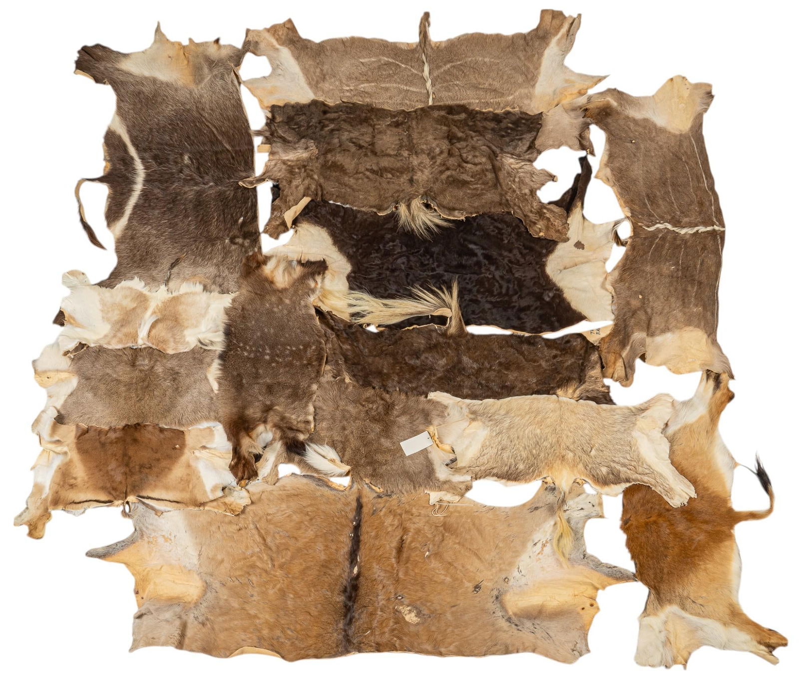 Large Collection of Pelts (1 of 12)