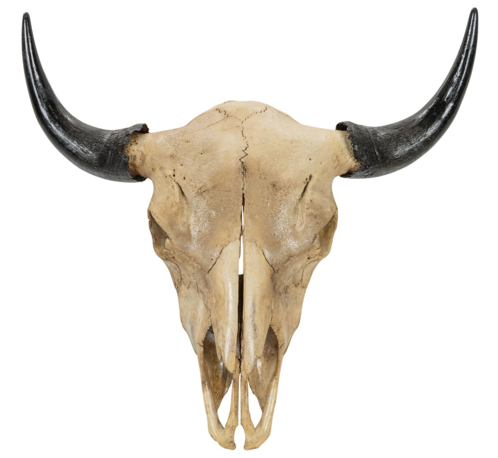 Buffalo Skull with Horns (1 of 6)