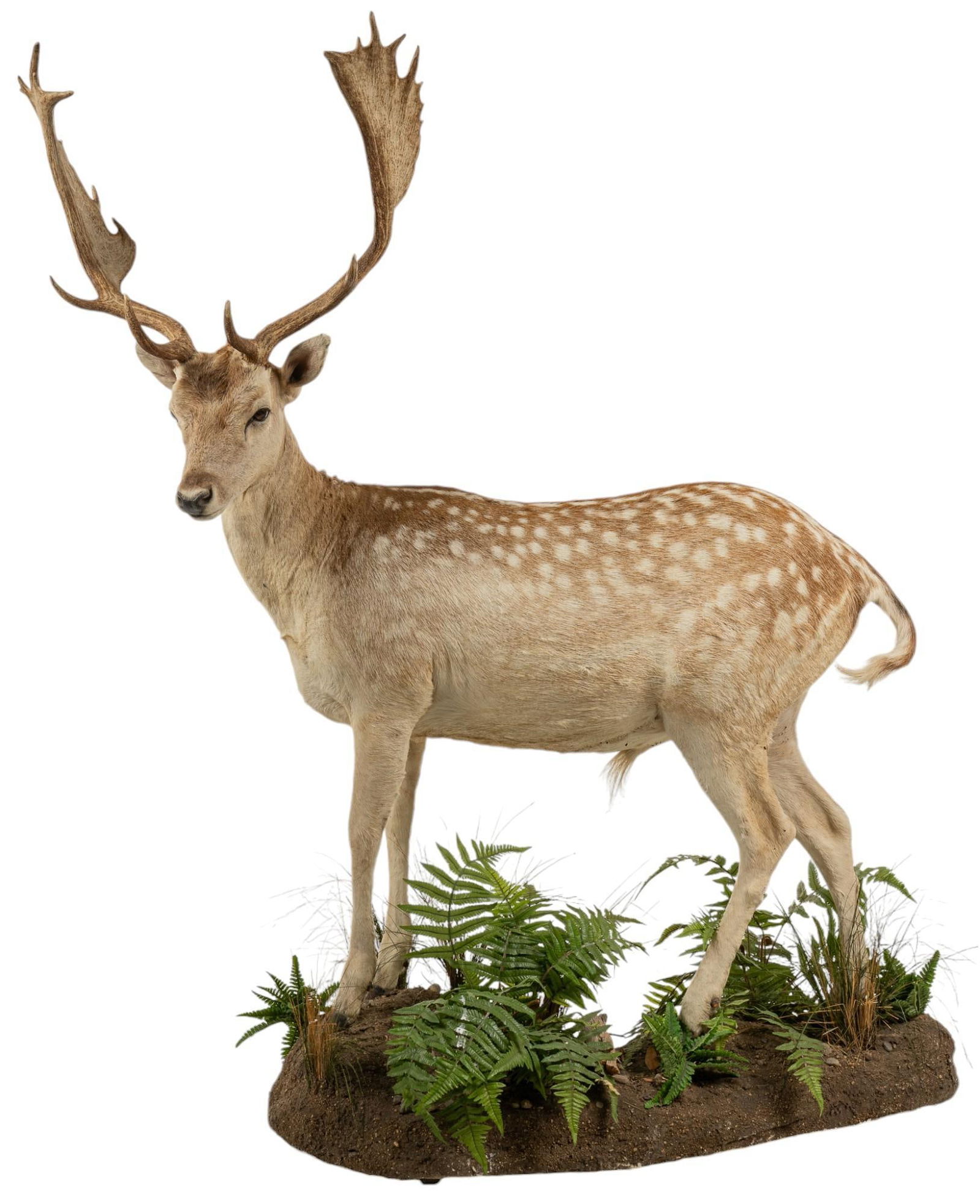 Full Body Fallow Deer Taxidermy (1 of 7)