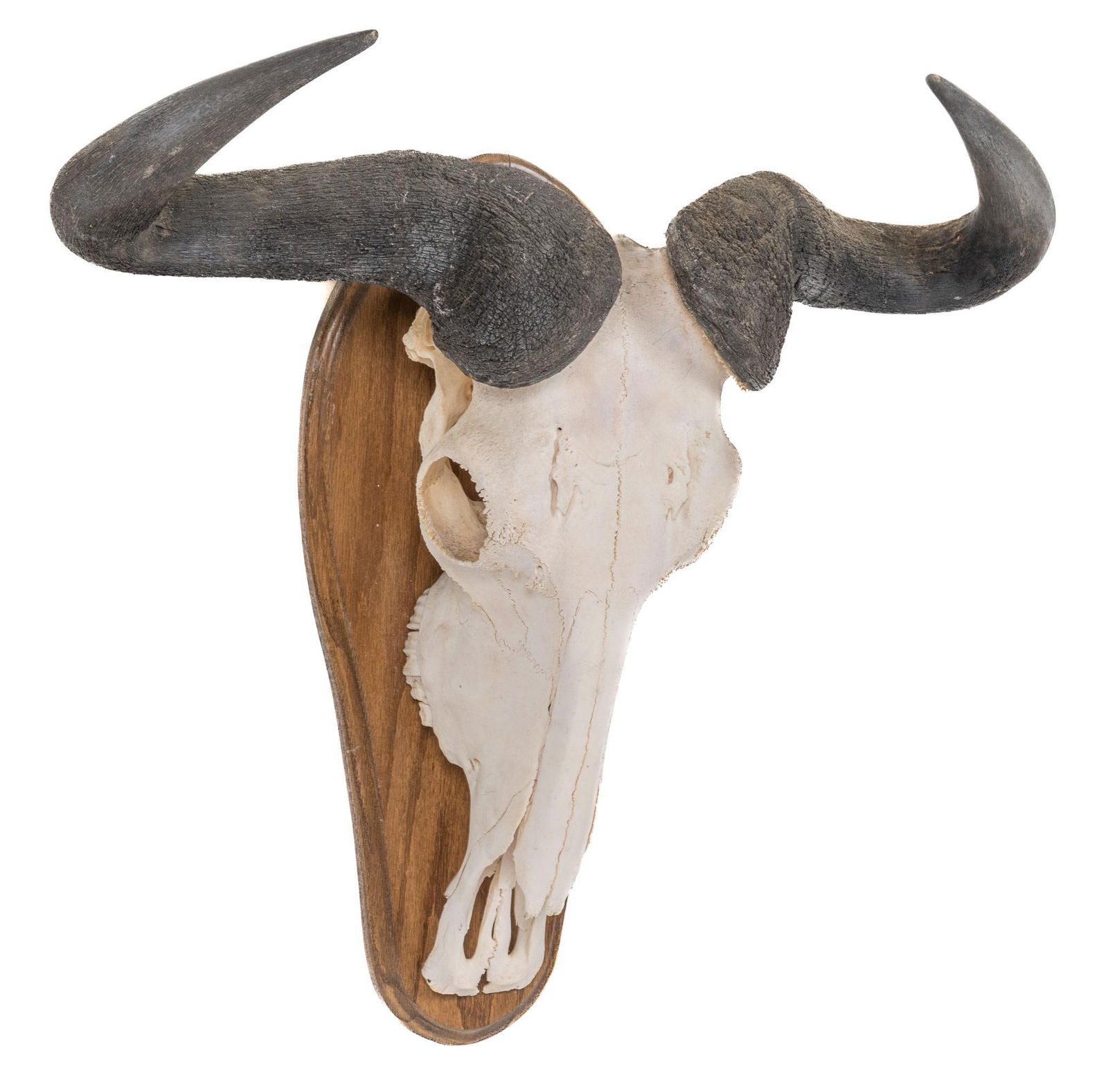Blue Wildebeest Skull (1 of 4)