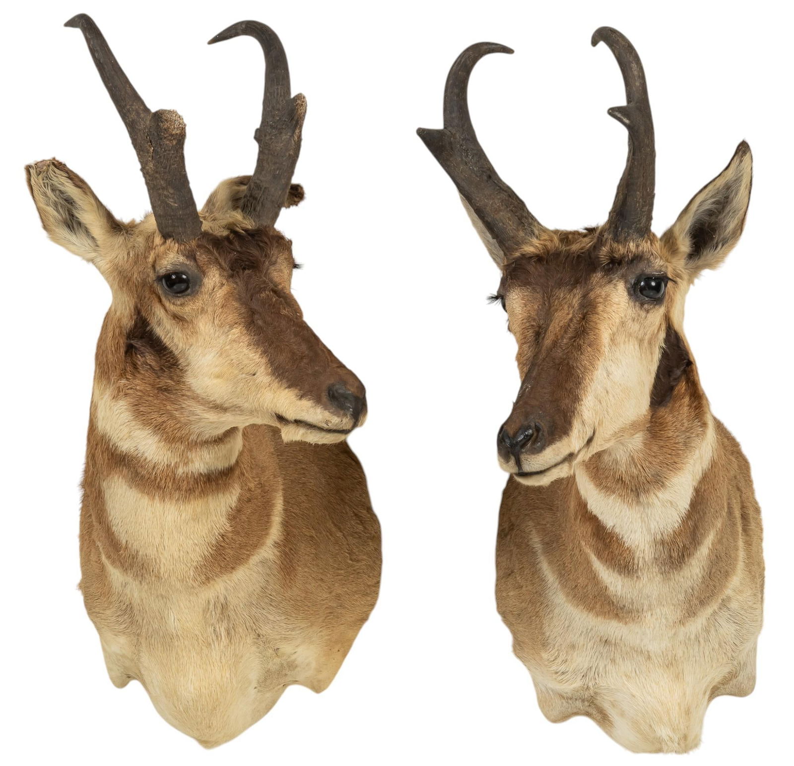 (2) Pronghorn Shoulder Mounts (1 of 8)