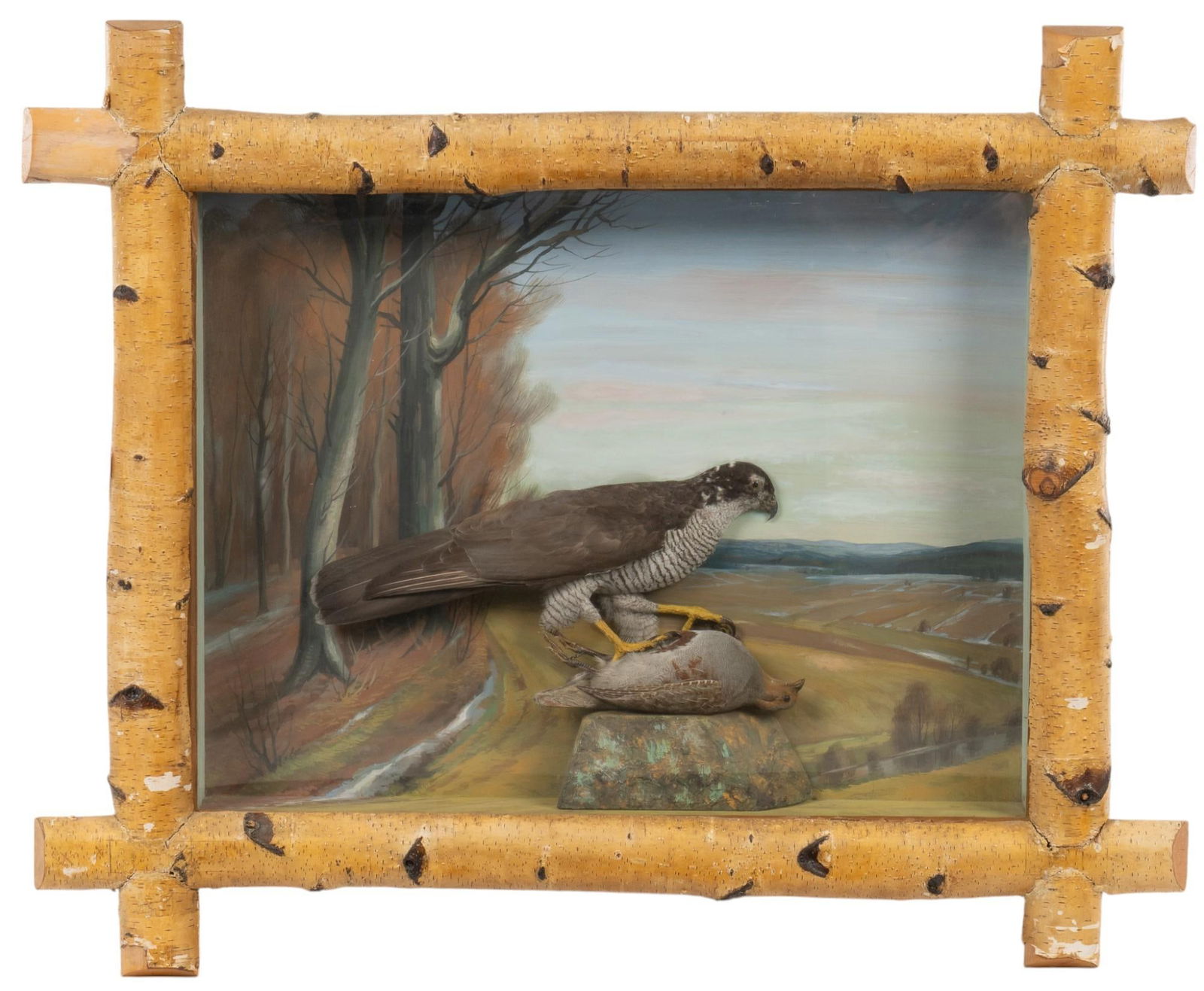 Sparrow Hawk Shadow Box Display (1 of 7)