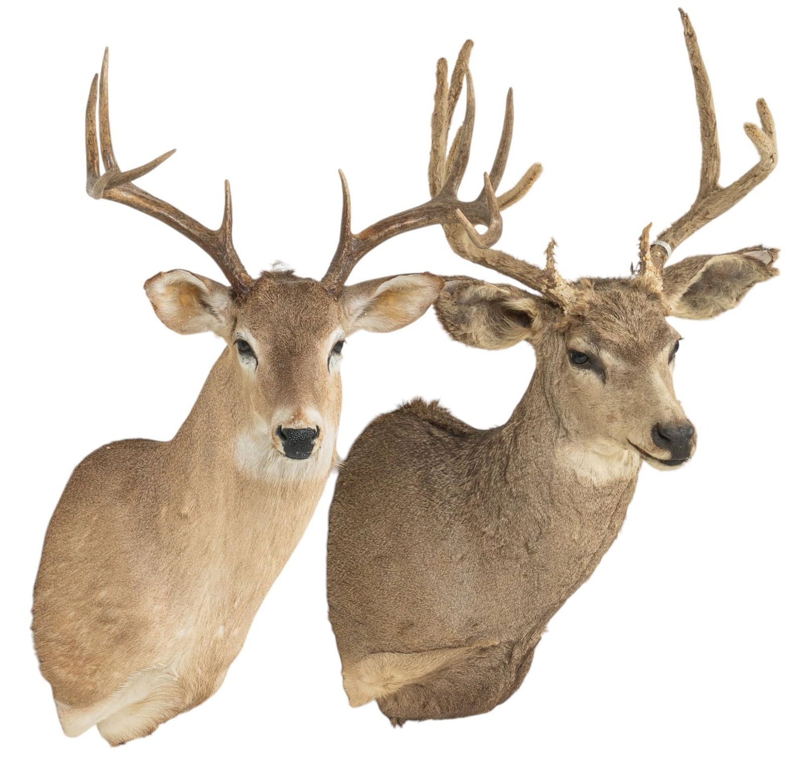 Pair of Deer Shoulder Mounts (1 of 7)