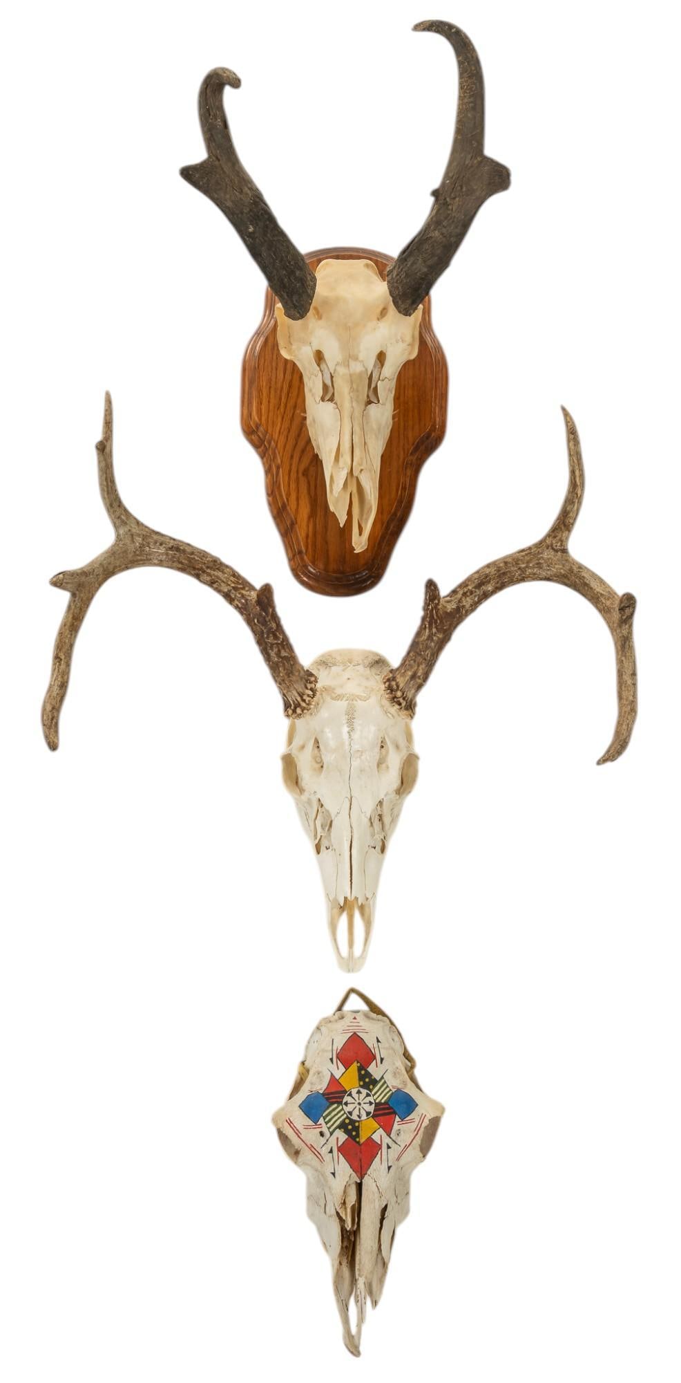 Set of (3) Skull Mounts (1 of 5)