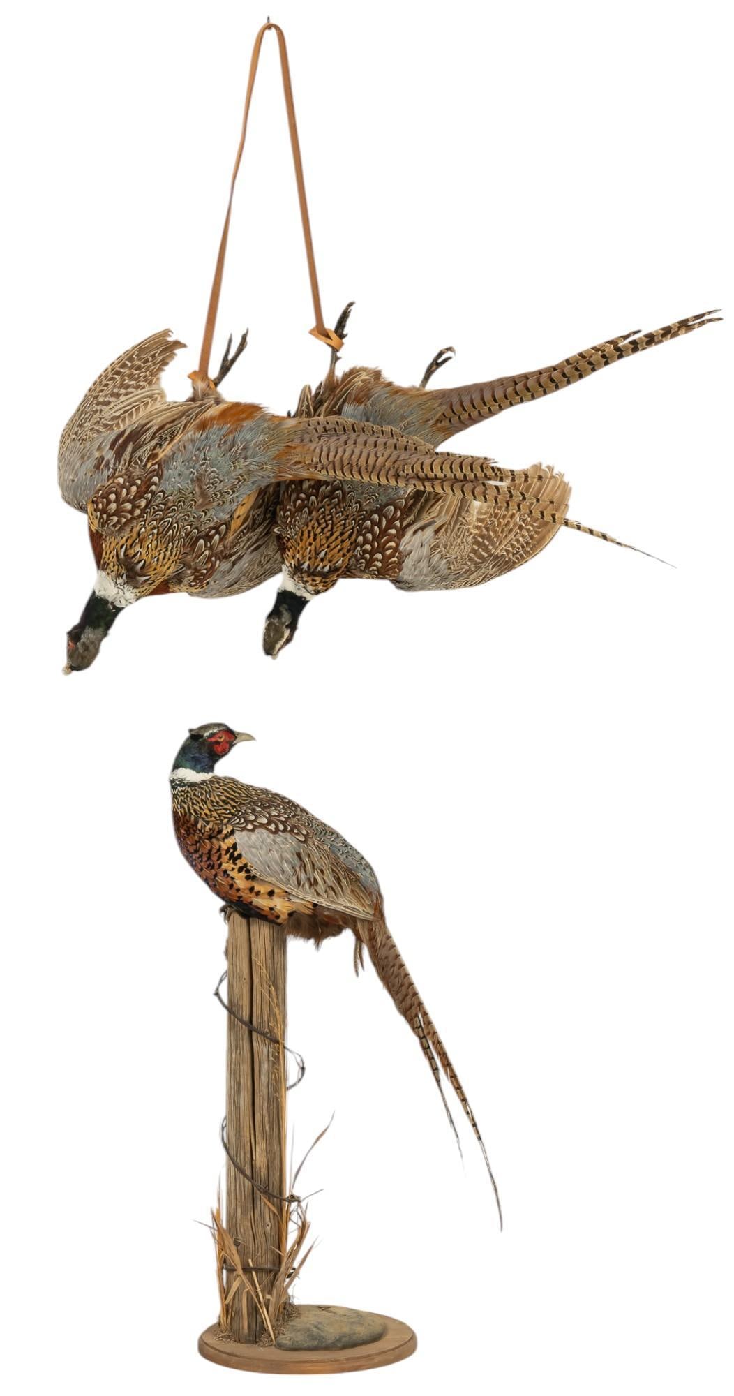 Set of (3) Full Body Pheasant Mounts (1 of 6)