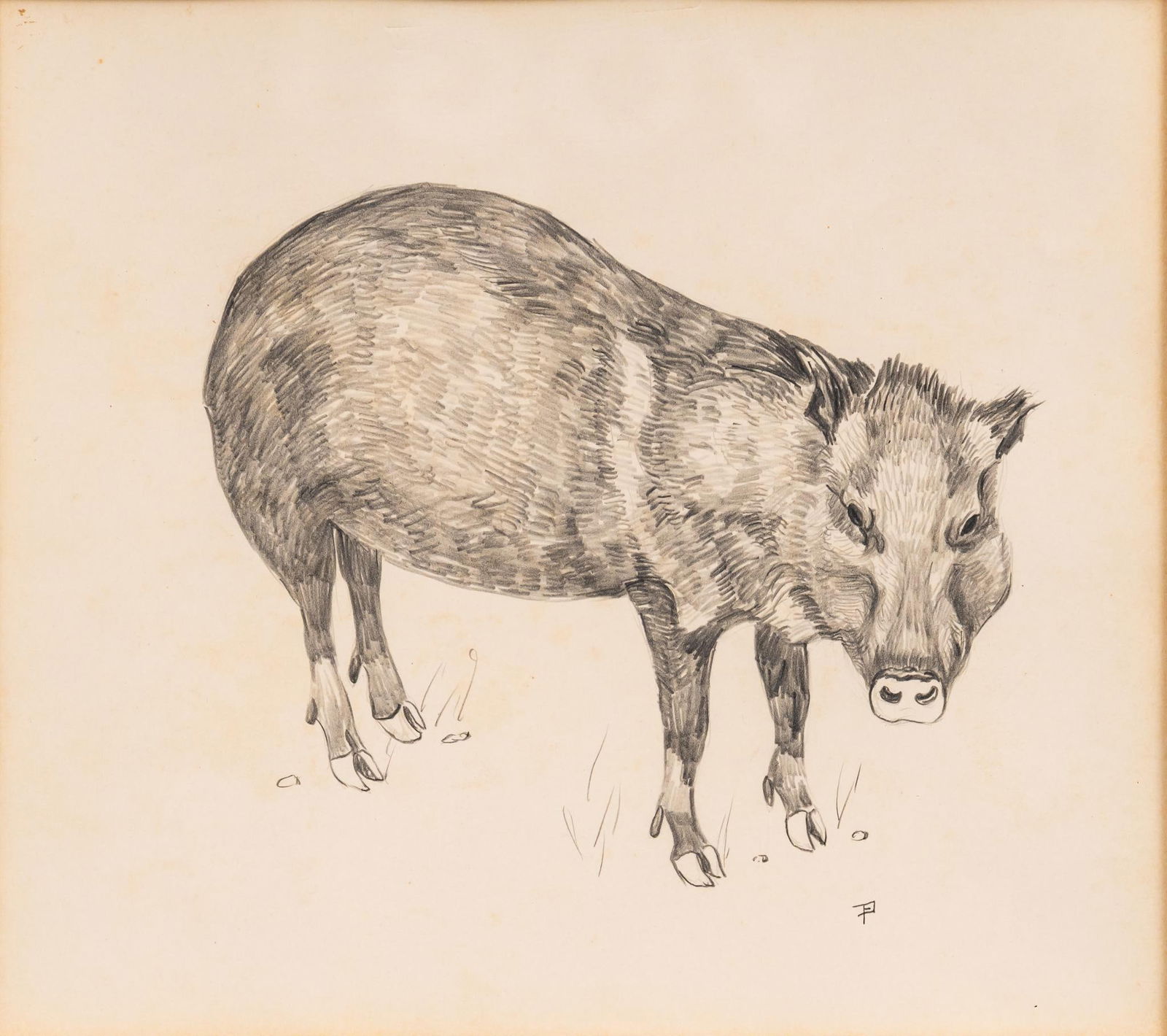 Fred Darge, Javelina (1 of 5)