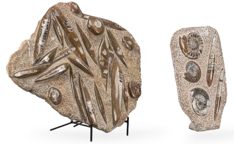 Set of (2) Polished Ammonite and Orthoceras Fossils