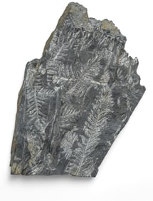 Alethopteris Fossil