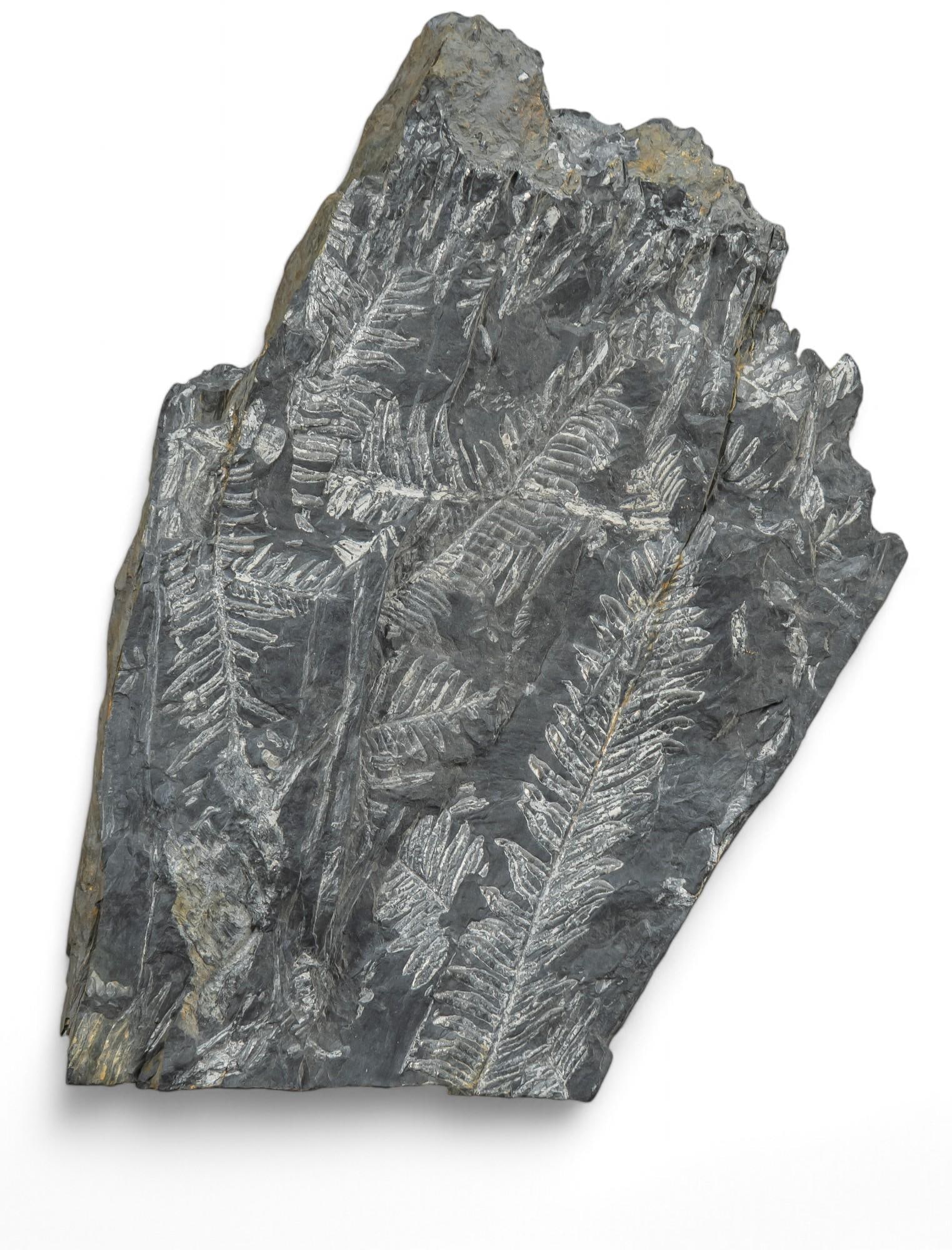 Alethopteris Fossil: Alethopteris fossil specimen, with stand 12 in. x width 8.5 in. x depth 2 in. Provenance: Property from the collection of a Lake Worth, Florida estate