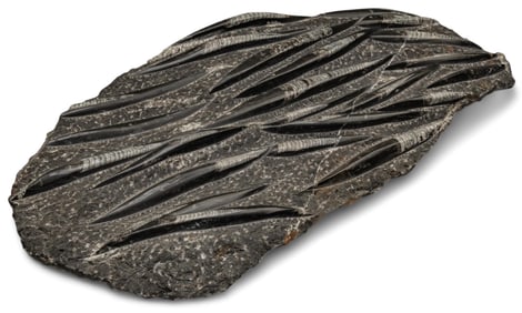 Orthoceras Fossil