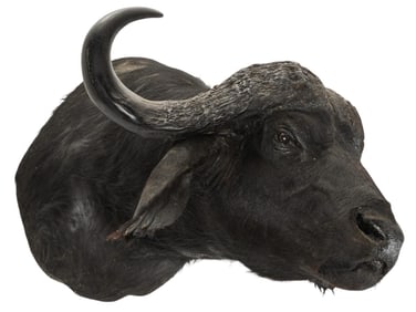Cape Buffalo Shoulder Mount