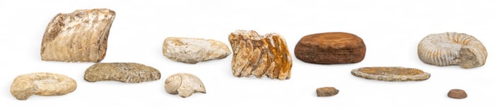 (9) Assorted Fossil Specimens