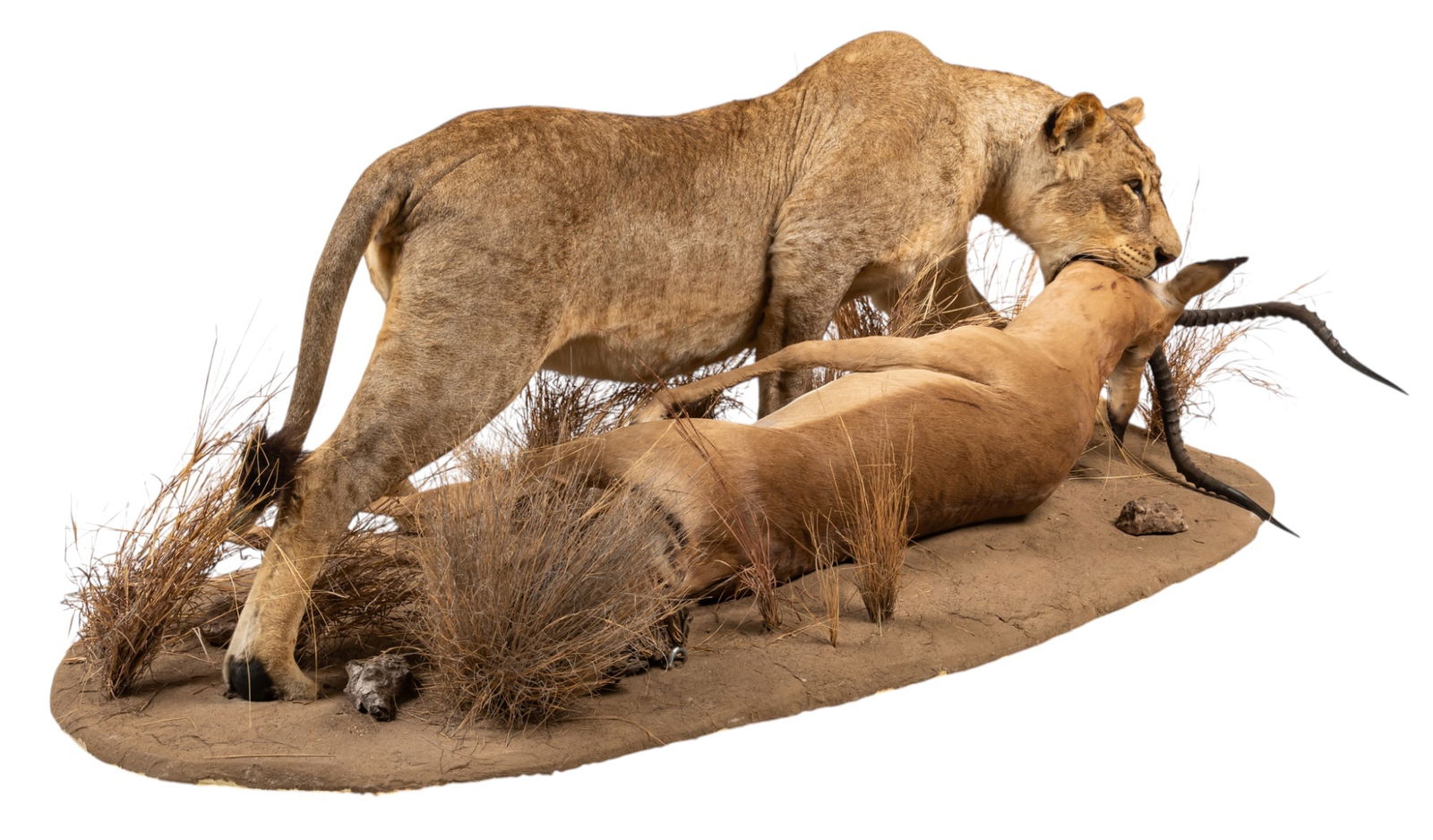 Lioness  and Gazelle Full Body Mount