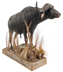 Cape Buffalo  Full Body Mount