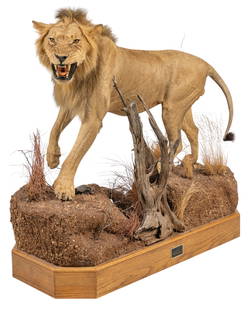Lion Full Body Mount with Base: Lion full body mount taxidermy with base and faux terrainheight 59 in. x width 79 in. x depth 33 in.Provenance: Property from the Estate of Spencer and Virginia Scott, from their large Dominion