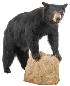Black Bear Full Body Mount