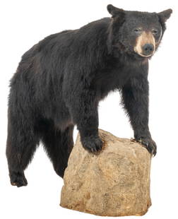 Black Bear Full Body Mount: Black bear full body taxidermy mount with faux rockheight 44.5 in. x width 46 in. x depth 20 in.Provenance: Property from Dean Oatman's large Adkins, Texas ranch home's trophy roomCondition:
