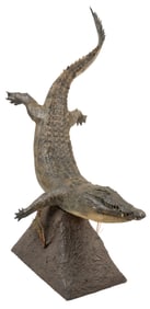 Crocodile Full Body Mount on Base