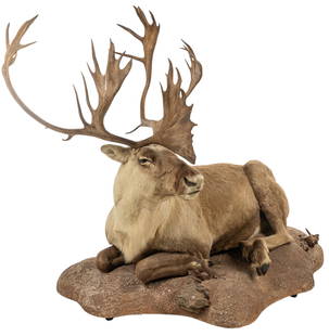 Caribou Full Body Mount: Caribou full body mount taxidermy, shot in Alaskaheight 60 in. x width 72 in. x depth 40 in.Provenance: Property from Dean Oatman's large Adkins, Texas ranch home's trophy room