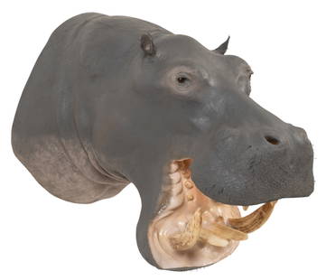 Hippo Shoulder Mount: Hippo shoulder mount taxidermy, with teeth height 35 in. x width 30 in. x depth 51 in.Provenance: Property from a life-long African big game hunter, and displayed at his ranch in Pipe