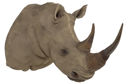 White Rhino Shoulder Mount