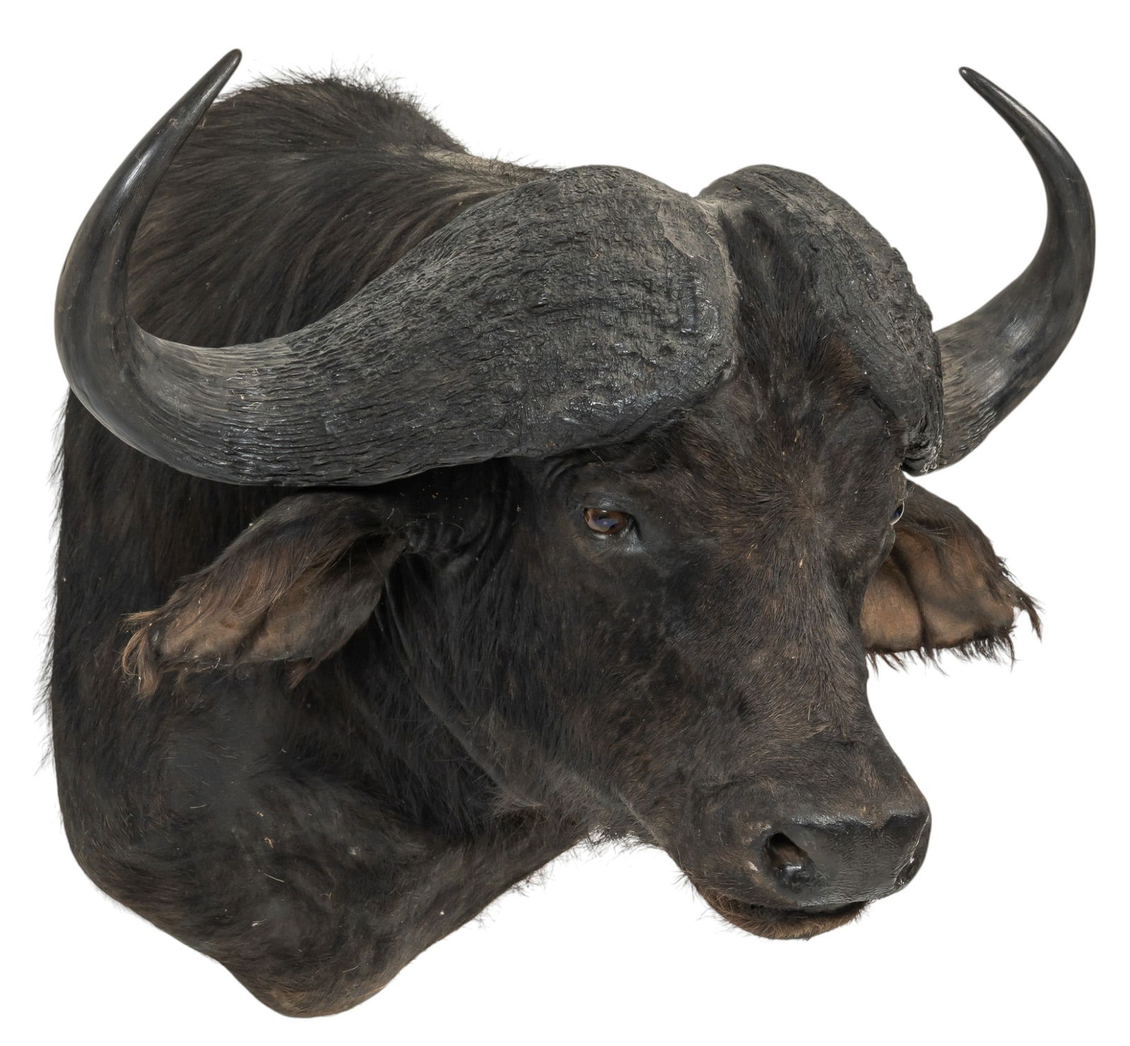 Cape Buffalo Shoulder Mount (1 of 7)