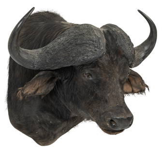 Cape Buffalo Shoulder Mount: Cape buffalo shoulder mount taxidermyheight 32 in. x width 36 in. x depth 34 in.Provenance: Property from Dean Oatman's large Adkins, Texas ranch home's trophy room