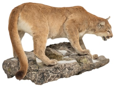 Mountain Lion Full Body Mount
