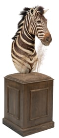 Zebra Shoulder Mount on Pedestal Base