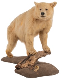 Albino Black Bear Full Body Mount