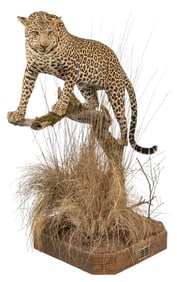 Leopard Full Body Mount with Base