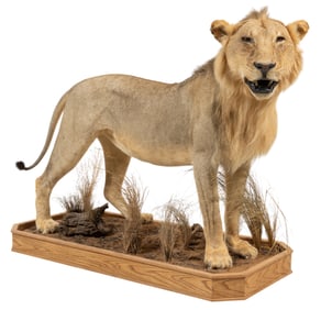 Lion Full Body Mount