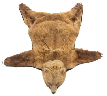 Grizzly Bear Rug: Grizzly bear rug with head6 ft. 11 in. x 6 ft. 6 in.Provenance: Property from the Estate of Spencer and Virginia Scott, from their large Dominion neighborhood home in San Antonio, Texas