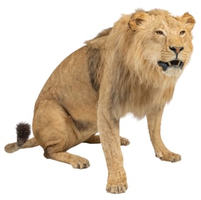 Lion Full Body Mount
