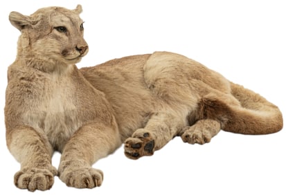 Mountain Lion Full Body Mount