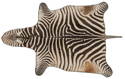 Zebra Hide