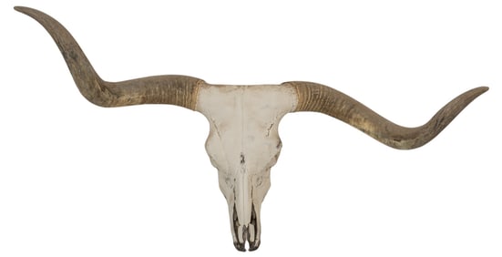 Longhorn Skull