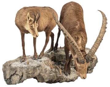 (2) Ibex Full Body Mounts on Base