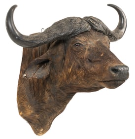 Cape Buffalo Shoulder Mount