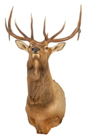 Elk Shoulder Mount