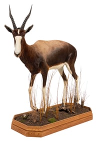 Blesbok Full Body Mount with Base