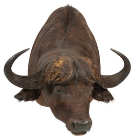 Cape Buffalo Shoulder Mount